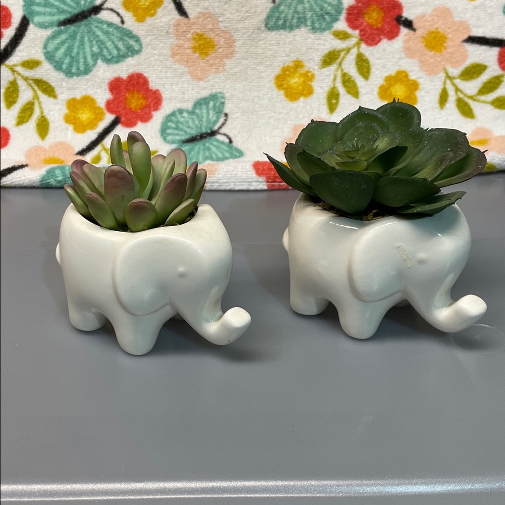 White Elephant Succulent Planters